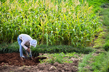 Self-sufficient labor-intensive farming in Morocco © monticellllo