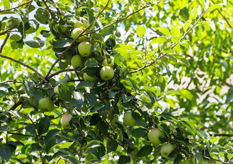 Green apples on a branch ready to be harvested, outdoors, selective focus