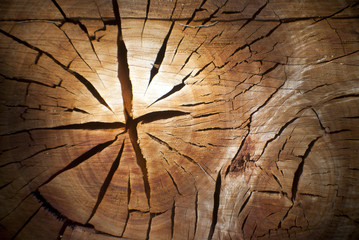 cut section of a tree stump with cracked rings