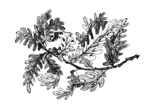 oak branch with leaves in black ink on a white background isolated. Art illustration