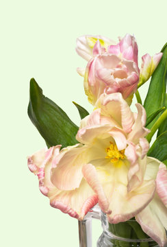Beautiful pale pink spring tulips on a light green background