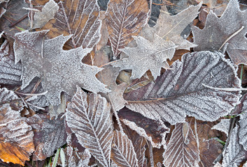 Frozen tree leafs in forest. Top view.