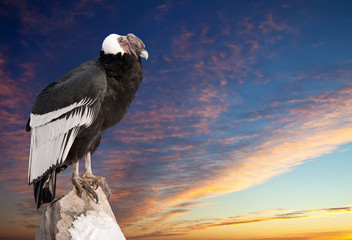 Andean condor against sunset sky