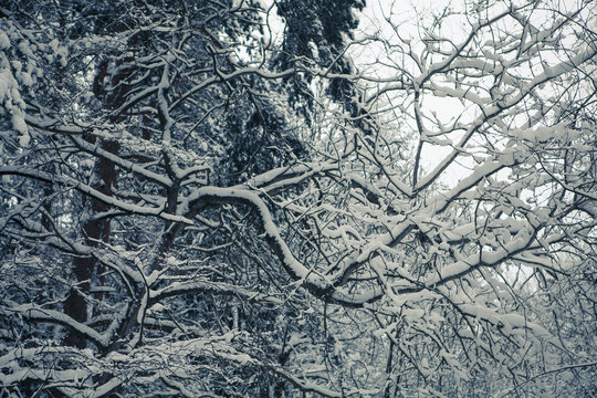 winter in russian forest, beautiful snowy landscape
