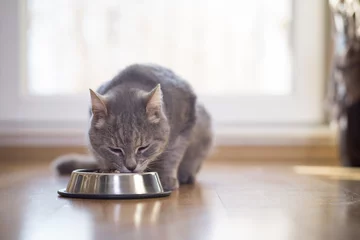Crédence de cuisine en verre imprimé Chat Cat eating