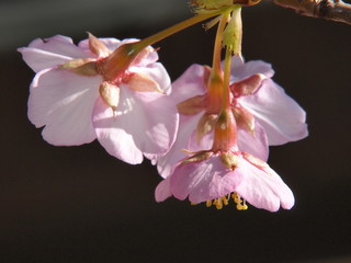 早咲きの桜（カワヅザクラ）/1950年代に発見され70年代に認定されたカワヅザクラ。寒桜を除き一番早く開花するため人気が高い。