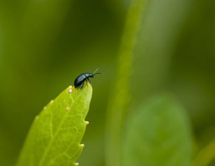 Insect