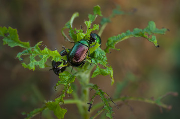 Bugs feeding