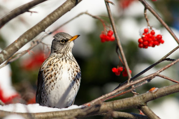 Fieldfare bird on the rowan tree