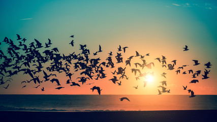 Birds over the sea during a stunning sunset. © De Visu