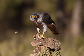 Northern goshawk