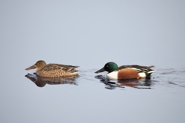 Northern Shoveler duck. Male and female on water. (Anas clypeata)