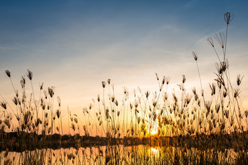silhouette of grass flower on sunset