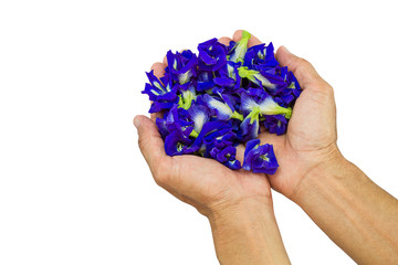 Fresh flowers butterfly pea in hands on white background, health care concept