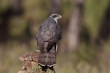 Northern goshawk
