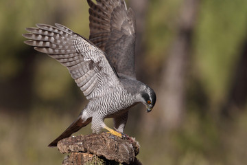 Northern goshawk