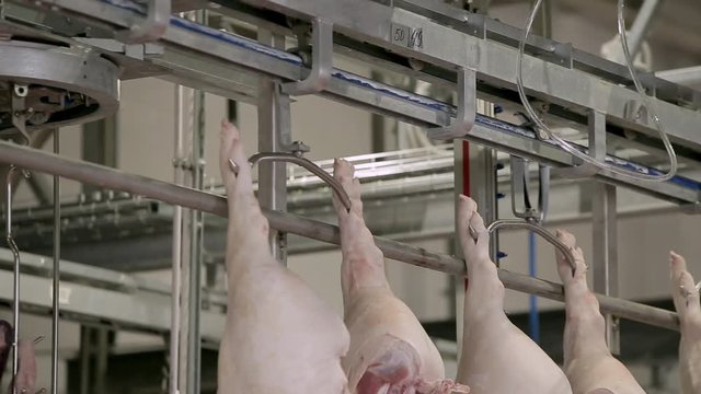 Pork carcasses hanging on hooks in a meat factory. Pigs in slaughterhouse. Half pork hanging from the rail transport.