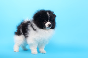 Obraz premium Spitz puppy