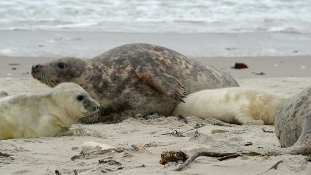 female grey seal wth threatening gestue pup flees 11257
