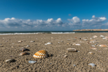 Fototapeta na wymiar Shells scattered on the wet beach sand of Acco
