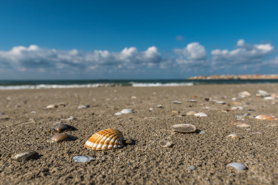Shells scattered on the wet beach sand of Acco