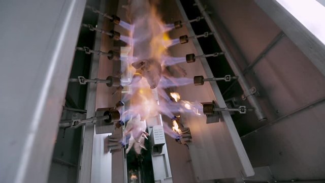 Firing pig carcasses. Heat treatment. Pigs in slaughterhouse burn bristles. High temperature processing.