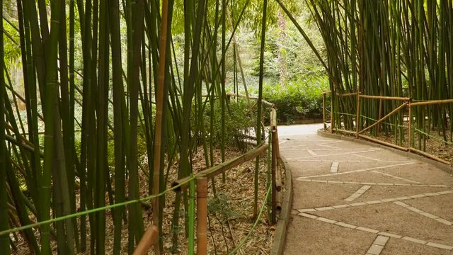 Fenced road through bamboo grove.