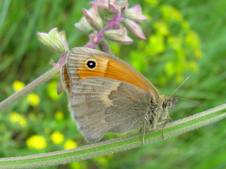 The small heath butterfly Coenonympha pamphilus  (ventral view) on the meadow