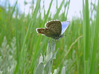 Polyommatus bellargus male butterfly (ventral view) on the green meadow