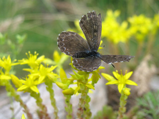 Chequered blue female butterfly Scolitantides orion (dorsal view) laying eggs on the Biting Stonecrop Sedum acre 