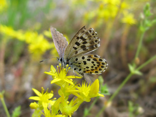 Fototapeta na wymiar Chequered blue female butterfly Scolitantides orion (ventral view) laying eggs on the Biting Stonecrop Sedum acre 