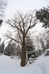 Tree in the middle of snow-covered park.