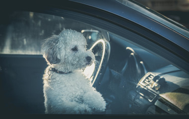 Sad dog left in car.Cute toy poodle waiting for the owner at car window