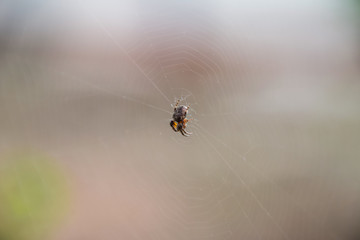 Small spider in his web of Araneus. Lovcen spider network