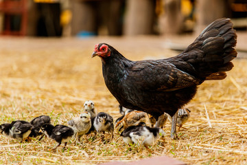 Hen chick rearing in natural environment rural scene