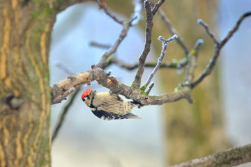 Great spotted woodpecker