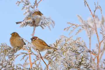Little Sparrows on pine tree branch