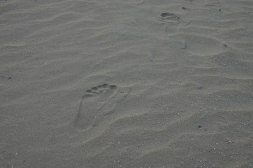 Fototapeta na wymiar 砂浜の子供の足跡