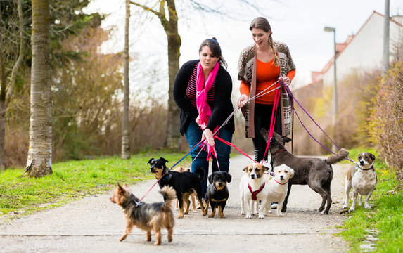 Hundeausführer oder dog sitter gehen Gassi auf Spaziergang mit ihren Kunden