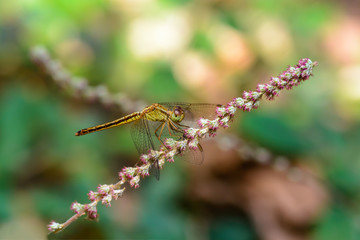 Beautiful dragonfly on flower with colorful background.