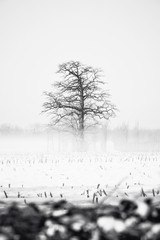 Tree in snowwhite landscape