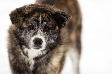 Brindle Akita Inu winter portrait
