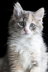 Fototapeta na wymiar Cute kitten cat