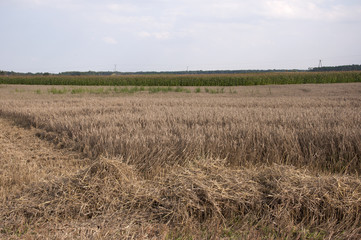 Combine harvesting crops