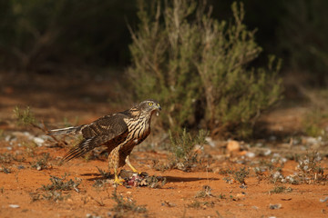 Eurasian goshawk