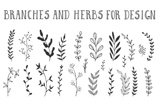 Branches and herbs with leaves