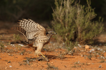 Eurasian goshawk