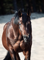 Beautiful breed horse in the desert