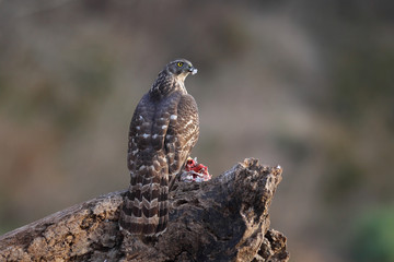 Eurasian goshawk