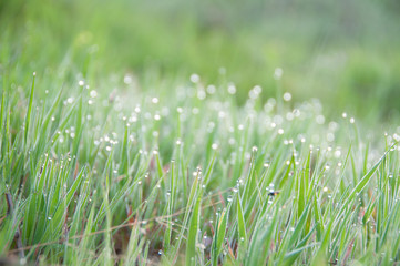 Close up of fresh thick grass with dew drops in the early morning